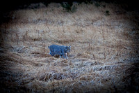 Stalking Bobcat
