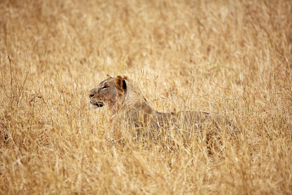 Stalking Lioness