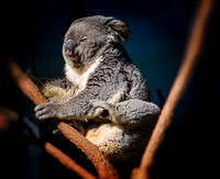 Koala, First Light