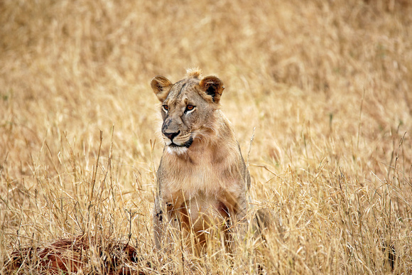 Lioness Arising
